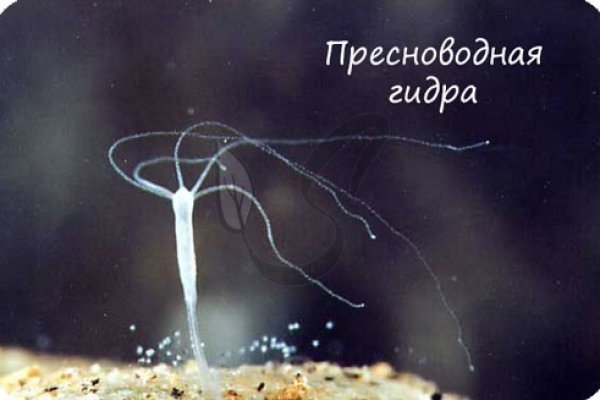 Кракен зеркала официальные