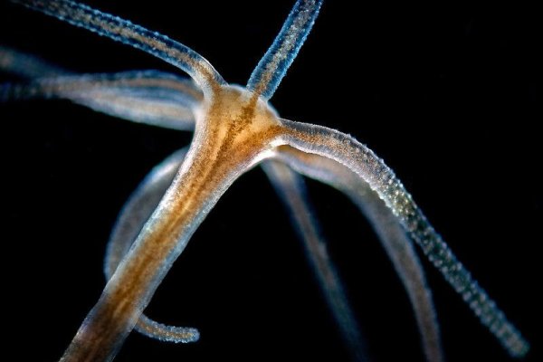 Kraken 11at