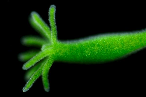 Kraken tor onion зеркало